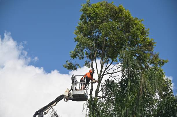 How Our Tree Care Process Works  in  West Loch Estate, HI