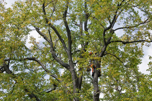 Seasonal Cleanup (Spring/Fall) in West Loch Estate, HI